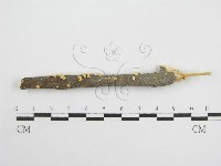 藏品(微皮傘屬)的圖片