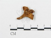 藏品(杯傘屬)的圖片