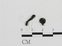 藏品(濕傘屬)的圖片