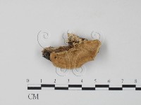 藏品(栓菌屬)的圖片