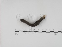 藏品()的圖片