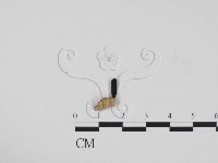 藏品(炭角菌屬)的圖片