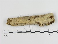 藏品(刺皮菌屬)的圖片