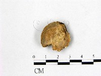 藏品(多年臥孔菌屬)的圖片