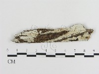 藏品(傑克菌屬)的圖片