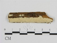 藏品(絲齒菌屬)的圖片