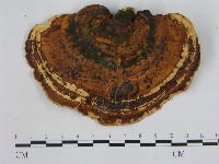 藏品(相鄰小孔菌)的圖片