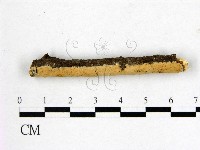 藏品(顯絲菌屬)的圖片