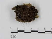 藏品(刺革菌屬)的圖片