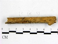 藏品(顯絲菌屬)的圖片