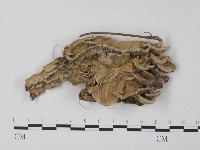 藏品(栓菌屬)的圖片