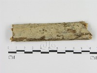 藏品(絲齒菌屬)的圖片