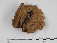 藏品(栓菌屬)的圖片