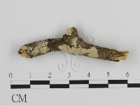 藏品(絲皮菌屬)的圖片