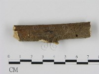 藏品(刺革菌屬)的圖片