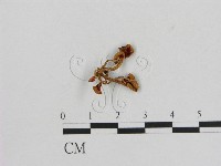 藏品(小菇屬)的圖片