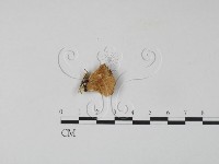 藏品(雲芝)的圖片