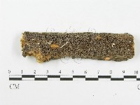 藏品(木層孔菌屬)的圖片
