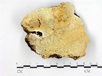 藏品(多年臥孔菌屬)的圖片