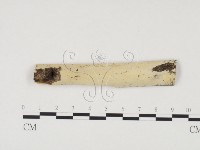 藏品(冇骨消絲齒菌)的圖片