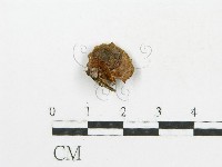 藏品(木層孔菌屬)的圖片