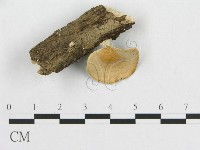 藏品(多孔菌屬)的圖片