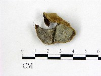 藏品(毛木耳)的圖片