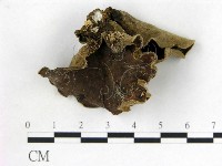 藏品(毛木耳)的圖片