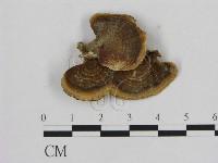 藏品(相鄰小孔菌)的圖片