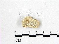 藏品(多年臥孔菌屬)的圖片