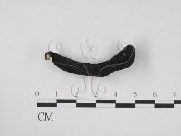 藏品(炭角菌屬)的圖片