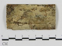 藏品(絲齒菌屬)的圖片