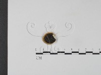 藏品(雲芝)的圖片