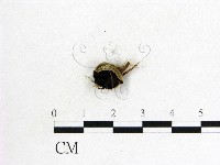 藏品(毛木耳)的圖片