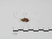 藏品(韌革菌屬)的圖片