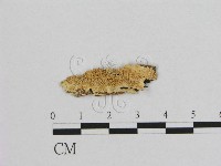 藏品(銳孔菌屬)的圖片