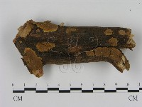 藏品(刺革菌屬)的圖片