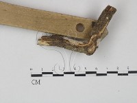 藏品()的圖片