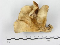 藏品(多孔菌屬)的圖片