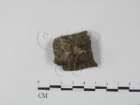 藏品(銀耳屬)的圖片