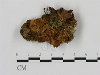 藏品(刺革菌屬)的圖片