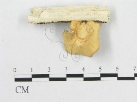 藏品(多孔菌屬)的圖片