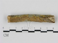 藏品(刺革菌屬)的圖片