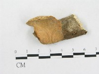 藏品(硬孔菌屬)的圖片