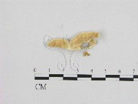 藏品(寡孔菌屬)的圖片