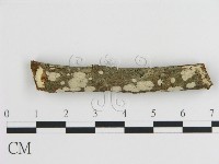 藏品(刺皮菌屬)的圖片