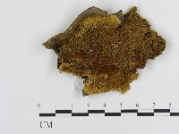 藏品(纖孔菌屬)的圖片