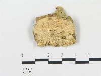 藏品(蠟孔菌屬)的圖片