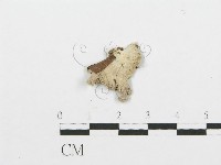 藏品(裂褶菌)的圖片