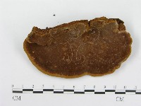 藏品(木層孔菌屬)的圖片